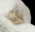 Bargain Kettneraspis Trilobite - Oklahoma #42858-3